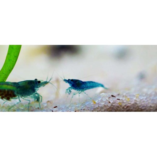 Mavi Karides (Caridina babaulti) 1 Adet