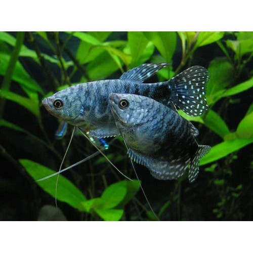 Gurami Mavi 1 Adet 10-12 Cm