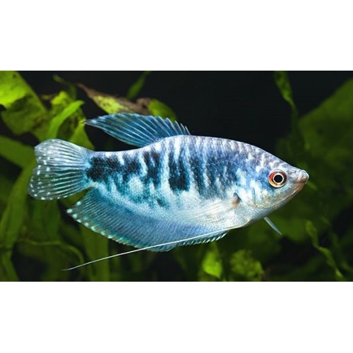 Gurami Mavi 1 Adet 4-5 Cm
