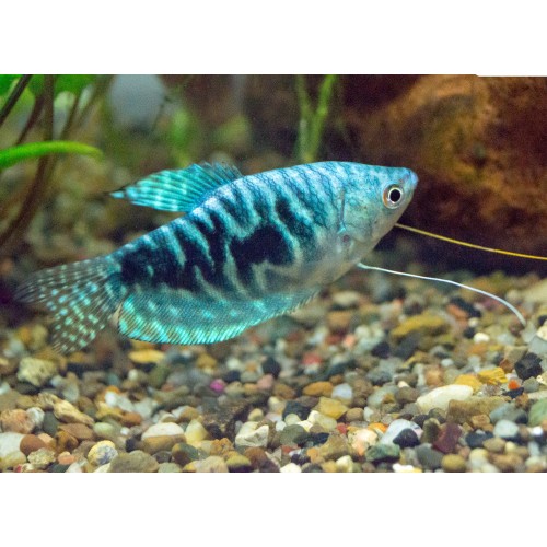 Gurami Mavi 10 Adet 2-3 Cm