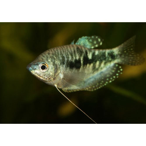 Gurami Mavi 1 Adet 10-12 Cm