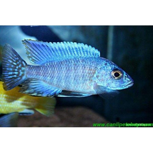 imparator Mavi Ciklet 1 Adet 7-9 Cm