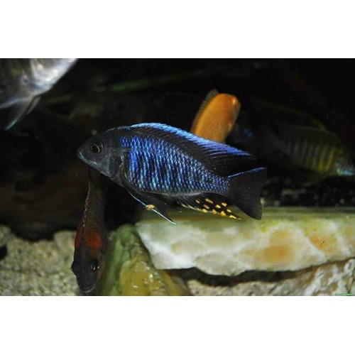imparator Mavi Ciklet 1 Adet 4-5 cm