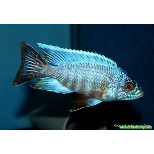 imparator Mavi Ciklet 1 Adet 4-5 cm