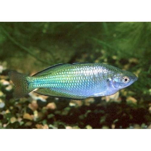 Gökkuşağı Mavi (Blue Rainbowfish-İncisus) 1 Ad 5-7 Cm