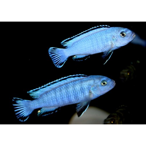 Prenses Mavi Ciklet 1 Adet  3-5 Cm