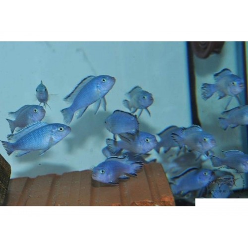 Prenses Mavi Ciklet 10 Adet 4-5 Cm