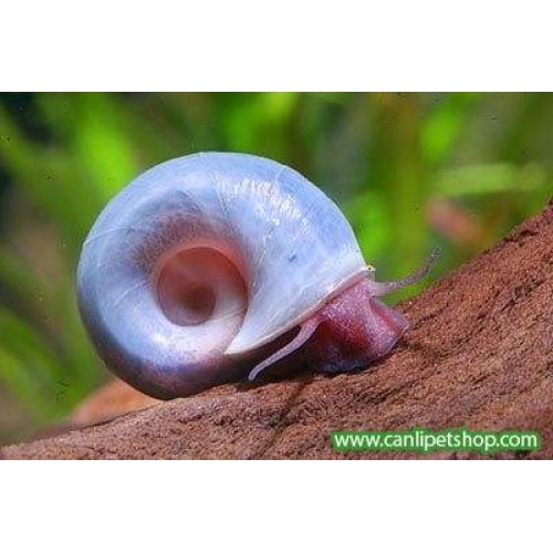 Ramshorn Salyangoz Mavi 1 ad