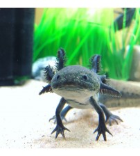 Axolotl Melanoid 7-8 Cm