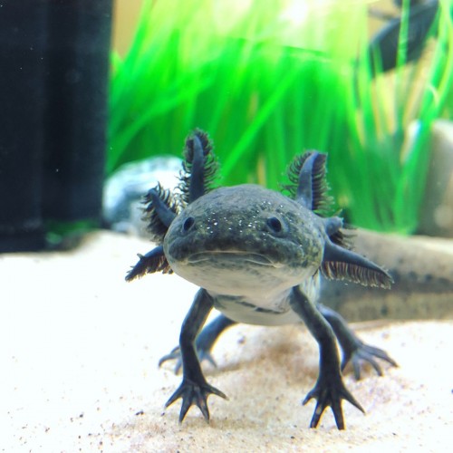Axolotl Melanoid 3-5 Cm