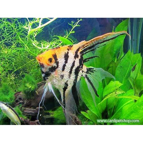 Melek Tricolor 1 adet 8-9 cm  
