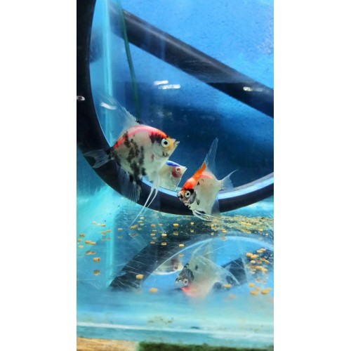 Melek Neon Transgenic 1 Adet 7-8 cm TÜRKİYEDE İLK NADİR TÜR 
