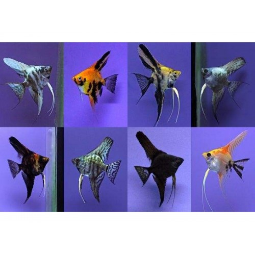 Melek Karışık Renklerde 1 Ad 3-4 Cm