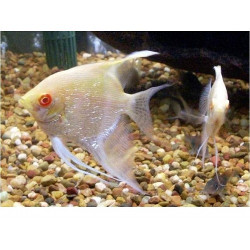 Melek Karışık Renklerde 1 Ad 3-4 Cm