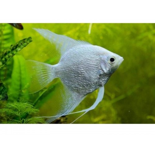 Melek Karışık Renklerde 1 Adet  5-6 cm