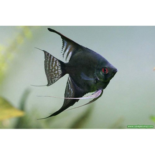 Melek Koyu Dark Smokey  Pinoy 1 adet 3-5 Cm Çapında