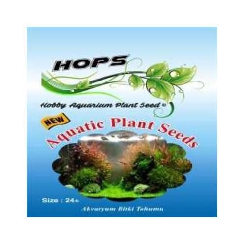 HOPS CANLI BİTKİ TOHUMU SEEDS