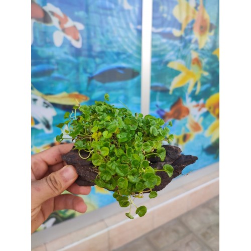 Repens "Dichondra Repens"Mango Köküne Sarılı Kök Boy : 10 CM civarı