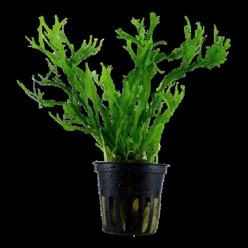 Microsorum Windelov 1 Saksı