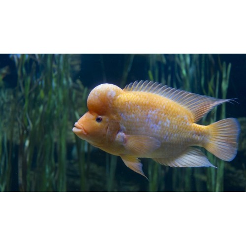 Midas Ciklet 1 Adet 3-4 Cm