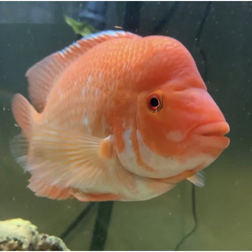 Midas Ciklet 1 Ad 12-13 Cm ERKEK KIZGIN