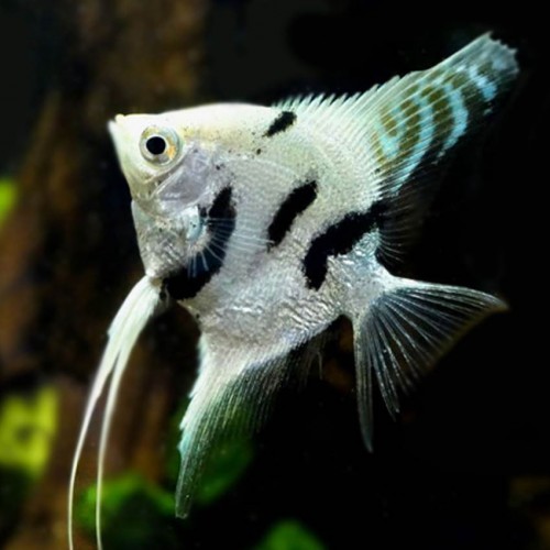 Platinum Marble Melek 4-5 cm 1 Adet