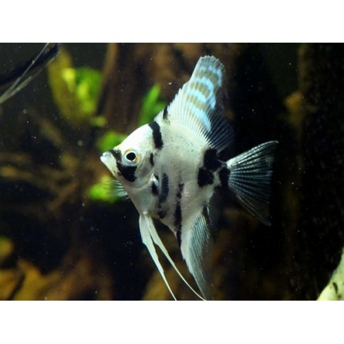 Platinum Marble Melek 4-5 cm 1 Adet
