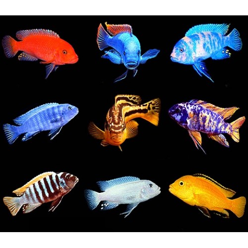 Karışık Ciklet 5 Ad 1-2 Cm Kampanya Dişi Erkek Karışık 