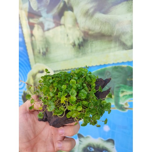 Repens "Dichondra Repens"Mango Köküne Sarılı Kök Boy : 10 CM civarı
