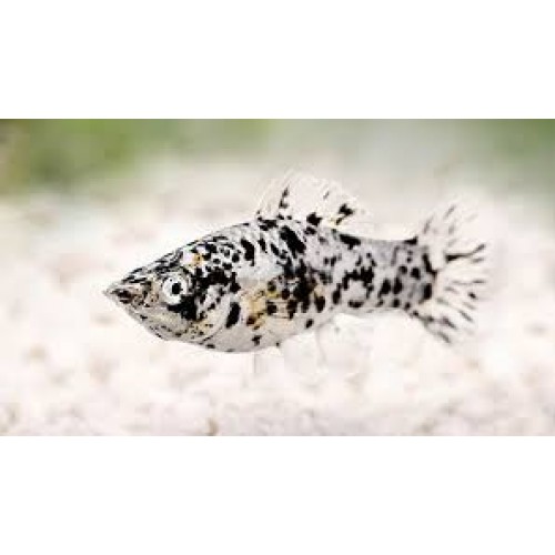 .Molly  Karışık 10 Adet 3-4 Cm