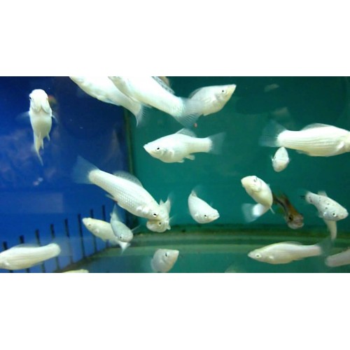 Molly Silver 1 Adet 3-4 Cm