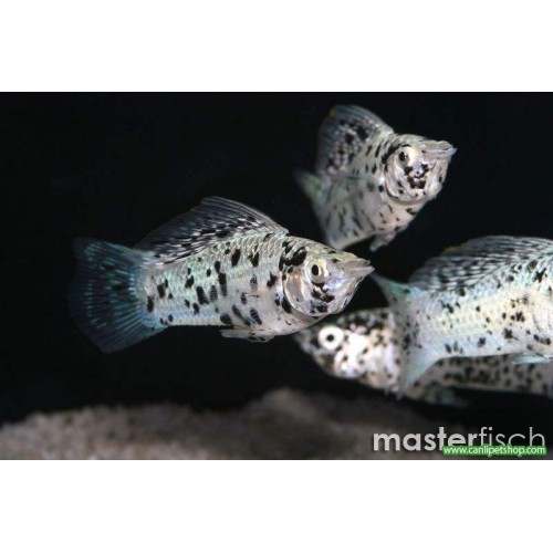 Molly Dalmaçya 10 Adet 3-4 Cm