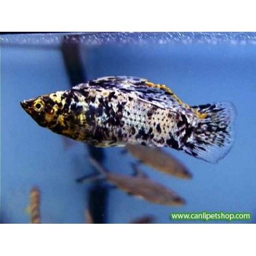 Molly Dalmaçya 1 Adet 3-4 Cm