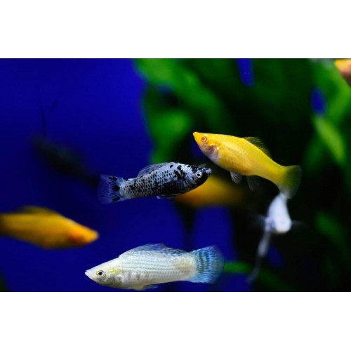 ...Molly Karışık 30 Adet 3-4 Cm
