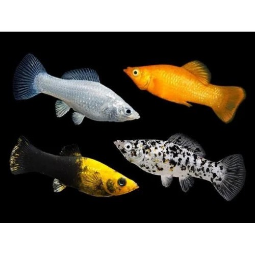 .Molly Karışık 1 Adet 5-6 Cm En Buyuk Boy