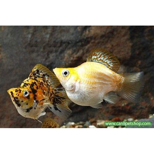 Molly Balon 1 Adet 3-4 Cm Karışık 