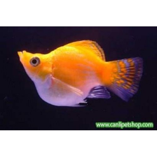 Molly Balon ** Yavru Makinesi ** Show Boy 5-6 cm