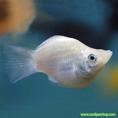 Molly Balon 1 Adet 3-4 Cm Bright White