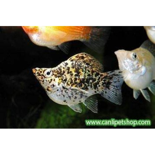 Molly Balon 10 Adet 3-4 Cm 