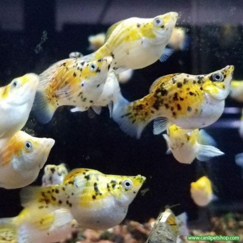 Molly Balon ** Yavru Makinesi ** Show Boy 5-6 cm