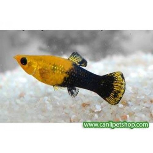 Molly Gold dust Tuxedo 1 Ad 3-4 Cm