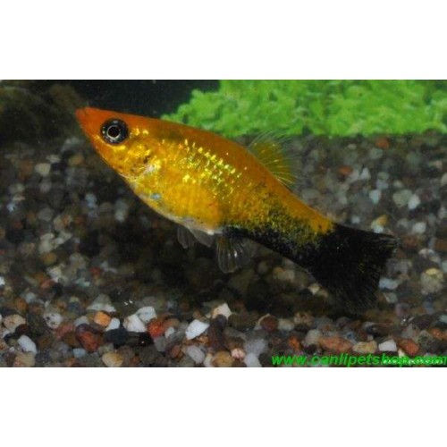 Molly Gold dust Tuxedo 10 Ad 3-4 Cm 