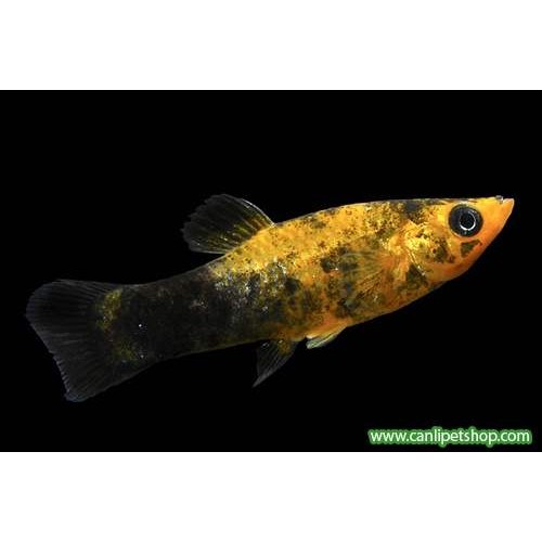 Molly Gold dust Tuxedo 1 Ad 3-4 Cm