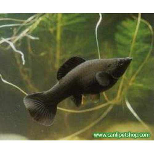 Molly Siyah 1 Adet 3-4 Cm