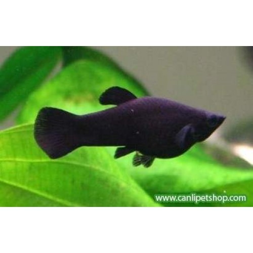 Molly Siyah 1 Adet 3-4 Cm
