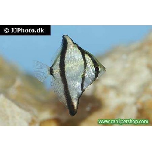 Mono African Moony 1 Ad 3-4 Cm