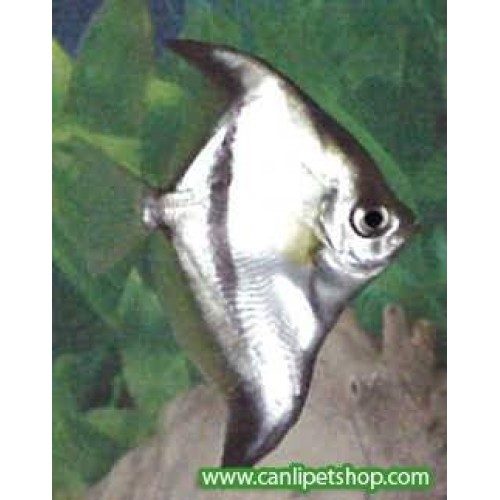 Mono African Moony 1 Ad 3-4 Cm