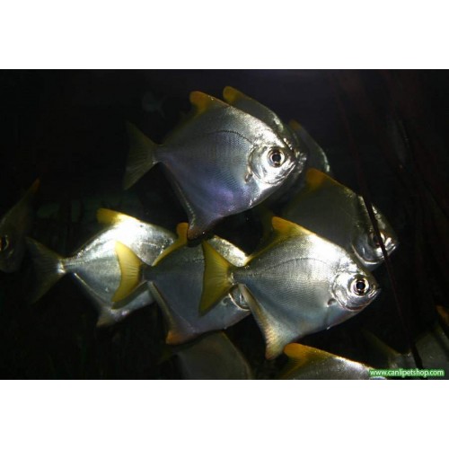 Mono Silver Moony 1 Adet 3-4 Cm