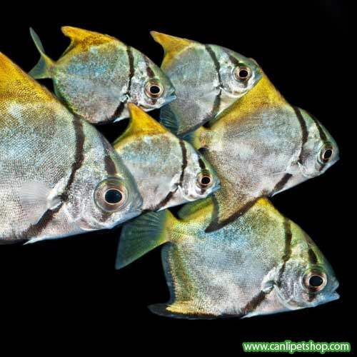 Mono Silver Moony 1 Adet 3-4 Cm
