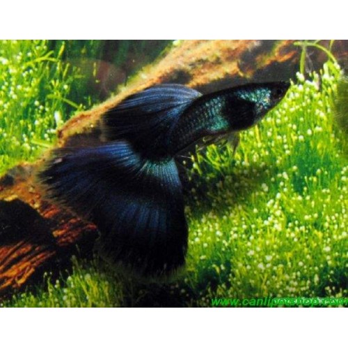 Lepistes Moscov Black 1 Ad 3-4 Cm